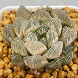 Haworthia Cooperi Ghost Other