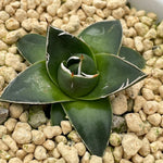 Agave Victoriae-reginae T. Moore A Type