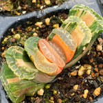 Haworthia Truncata Super Green Variegated