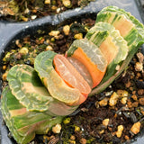 Haworthia Truncata Super Green Variegated