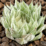 Haworthia Decipiens variegated