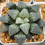 Haworthia Pygmaea 'Pine'