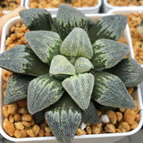 Haworthia Pygmaea 'Pine'