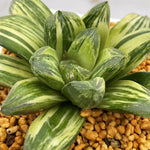 Haworthia Nijiro no Hana Other
