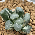 Haworthia Maughanii Beauty Variegated