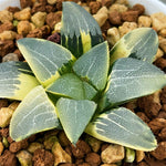 Haworthia Correcta Variegated Plant from Seeds