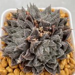 Haworthia Hakugin Emaki Tree by Tree Type Other
