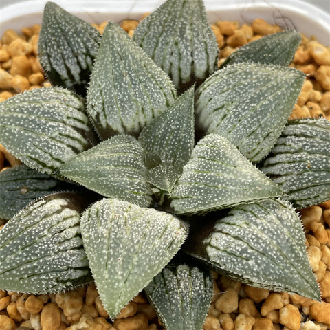 Haworthia Endless Sea Other