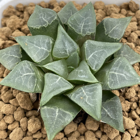 Haworthia Correcta