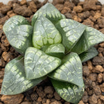 Haworthia Comptoniana 'Painted Skin'