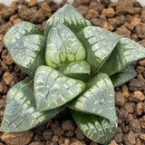 Haworthia Comptoniana 'Painted Skin'