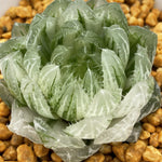 Haworthia LED Variegated