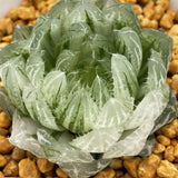 Haworthia LED Variegated