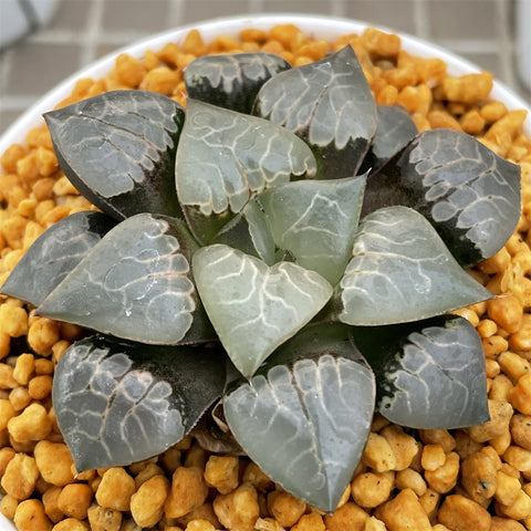 Haworthia Correcta  'Fire phoenix'