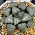 Haworthia Correcta