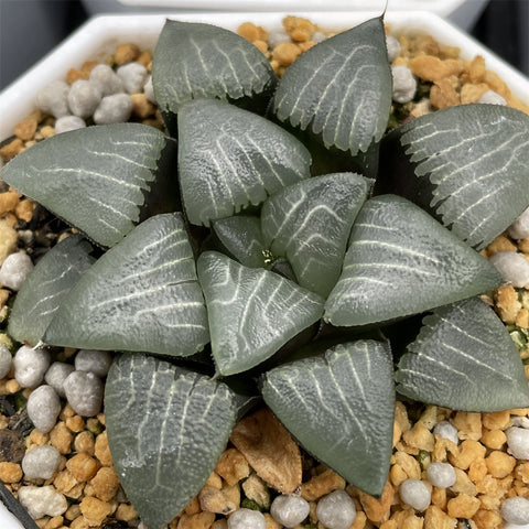 Haworthia Correcta