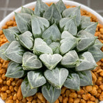 Haworthia Love Heart Other