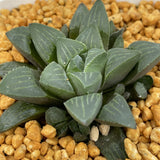 Haworthia Heidelbergensis Other