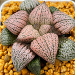 Haworthia Picta 'Red'