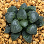 Haworthia Correcta 'cloud'