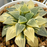 Haworthia Pygmaea Variegated Mother Plant