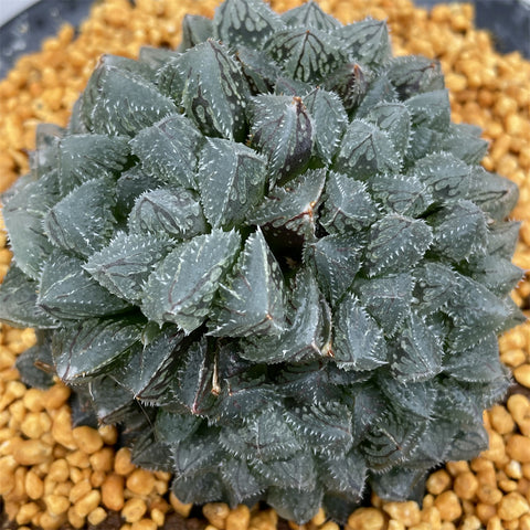 Haworthia Magic Thron Multihead Other