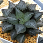 Haworthia Atrofusca Mutant Other