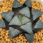Haworthia Bayeri Correcta