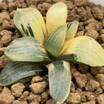 Haworthia Moonlight variegated plant from seeds