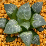 Haworthia Correcta