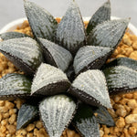 Haworthia Wimii Lonely Snow