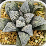 Haworthia Hakutetsu Popular Type