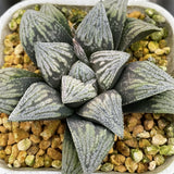 Haworthia Hakutetsu Popular Type