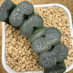 Haworthia Truncata Hakkaisan