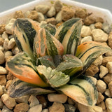 Haworthia Variegated 'Tyger'