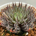 Haworthia Gigaz Hybrid plant from seeds