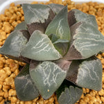 Haworthia Pygmaea Hybrid