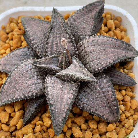 Haworthia Hard Leaf Gintaikyo