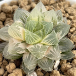 Haworthia Ice Soul Variegated