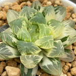 Haworthia Obtusa N1 variegated