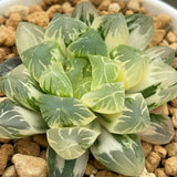 Haworthia Obtusa N1 variegated