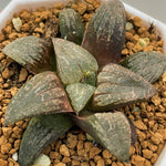 Haworthia Hybrid 'Killer Whale' Plant from seeds