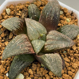 Haworthia Hybrid 'Killer Whale' Plant from seeds