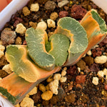 Haowrthia Truncata Onawa Reverse Variegated