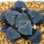 Haworthia 'Hyoujou no mai' other