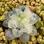 Haworthia Cooperi var. Truncata variegated
