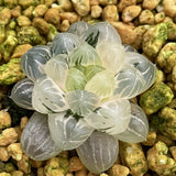 Haworthia Cooperi var. Truncata variegated