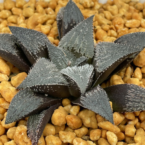 Haworthia Bobii Other