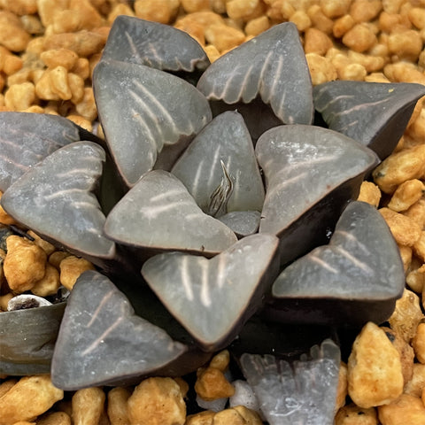 Haworthia 'Milk' Other