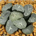 Haworthia Maughanii Phoenix